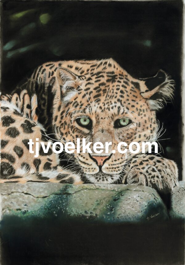 Leopard